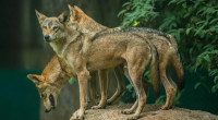 Wave of ‘wolf’ attacks terrorises villages in northern India