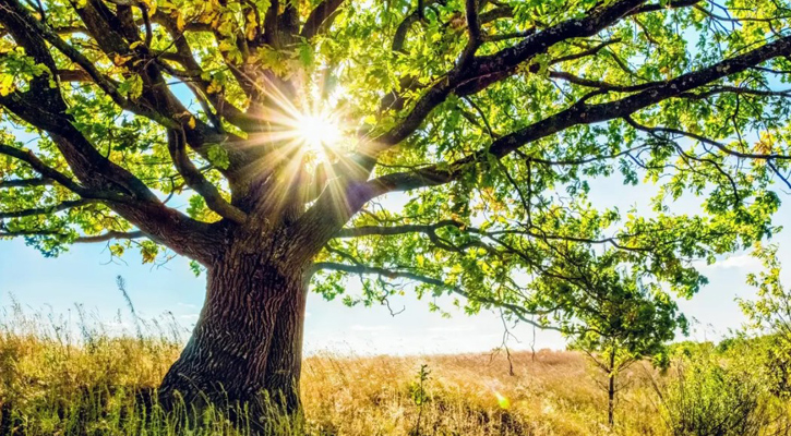 One in three tree species at risk of extinction