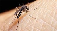 3 dengue patients die, 474 hospitalized in 24hrs