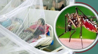 One dengue patient dies, 1,052 hospitalized in 24hrs