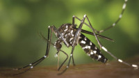 Dengue claims 2 lives, 934 hospitalised in 24 hours