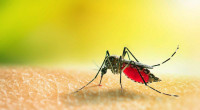 Scientists propose curing mosquitoes of Malaria