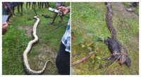 Villagers kill python after it eats five goats in Moulvibazar