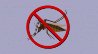 Dengue: One more dies in 24 hrs