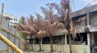 Burnt trees and the burden of trauma at Milestone