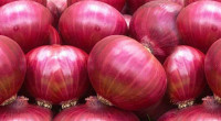 Govt to allow onion imports to boost supply