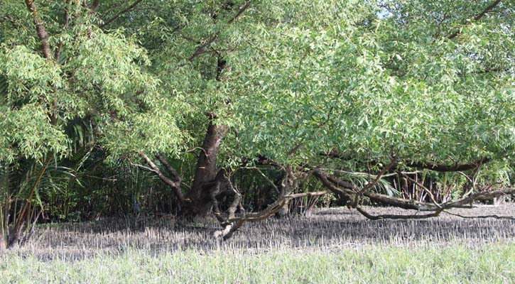 Sundarbans reopens to tourists, fishermen, forest dwellers 