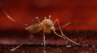 3 more die of dengue, 363 hospitalized in 24 hours