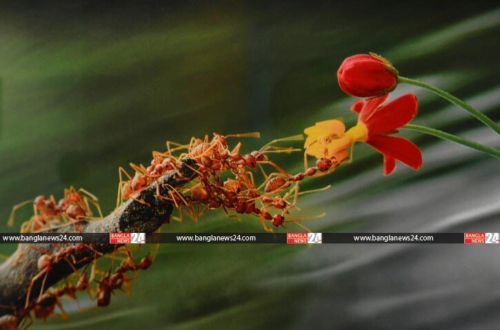 ঘাসফুলের ঘ্রাণে মাতাল পিঁপড়ার দল
