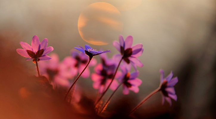 অপরকে প্রাধান্য দেওয়া ইসলামের অনুপম শিক্ষা