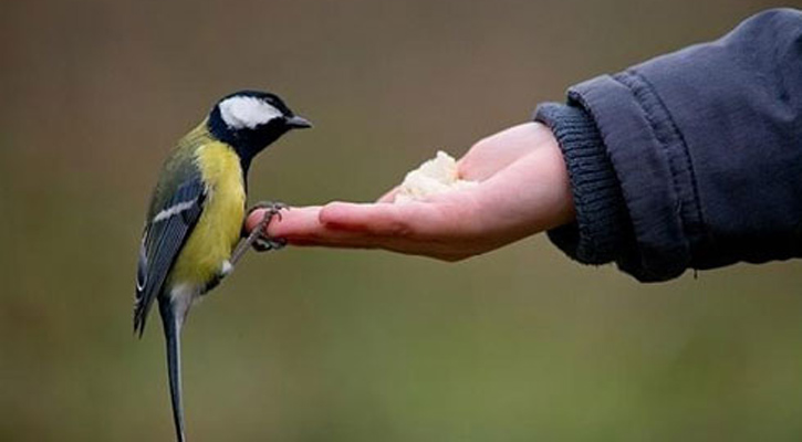 পশু-পাখি ও জীব-জন্তুর অধিকার রক্ষায় ইসলাম
