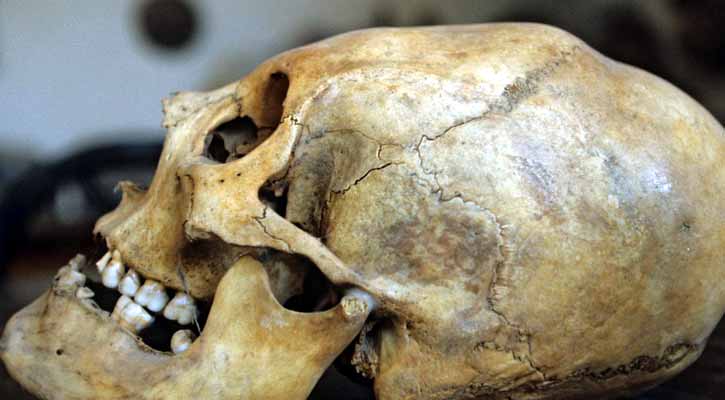 খুলি পরিবর্তন প্রশ্নবিদ্ধ করেছে বিবর্তন-অভিযোজন তত্ত্বকেই!