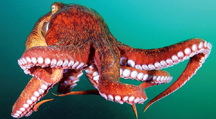 অক্টোপাস শামুক ঝিনুক খাওয়া জায়েজ?