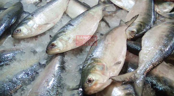 ইলিশের দাম শুনেই ফিরতে হচ্ছে বাজার থেকে
