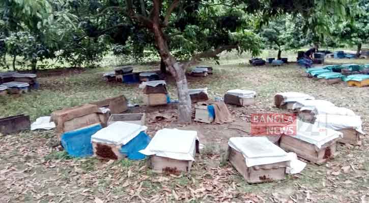 লিচু থেকে মধু চাষ, অল্পতেই মুনাফা