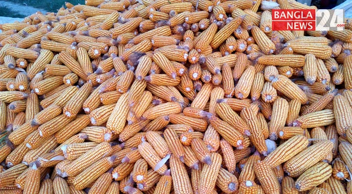 ভুট্টার বাম্পার ফলন হলেও দর নিয়ে হতাশ চাষিরা