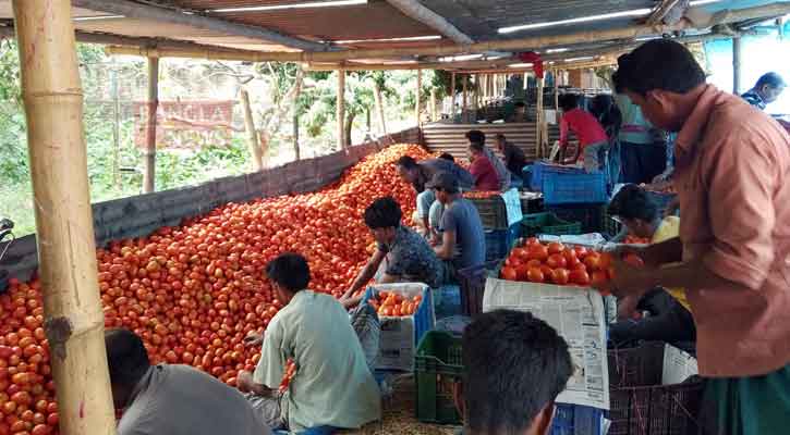 গ্রীষ্মকালেও টমেটোর বাম্পার ফলন, লাভবান মধ্যস্বত্বভোগী