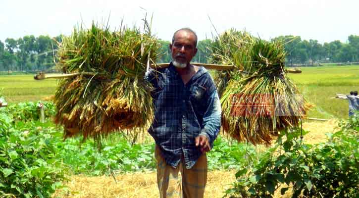 হামারো দাম নাই, ধানেরও দাম নাই