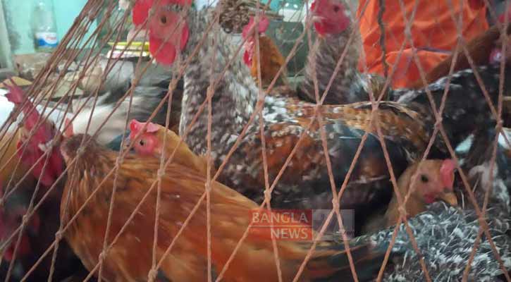 বাজারে ফের বেড়েছে মুরগির দাম