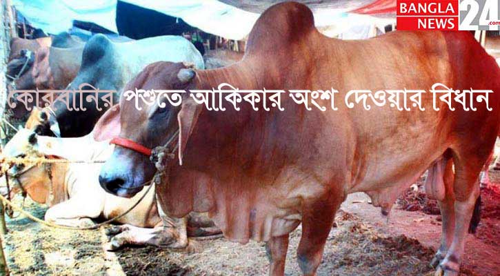 কোরবানির পশুতে আকিকার অংশ দেওয়া যায়?
