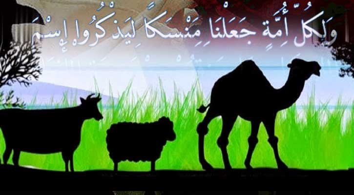 মৃতের অসিয়তকৃত কোরবানির পশুর গোশত খাওয়ার বিধান