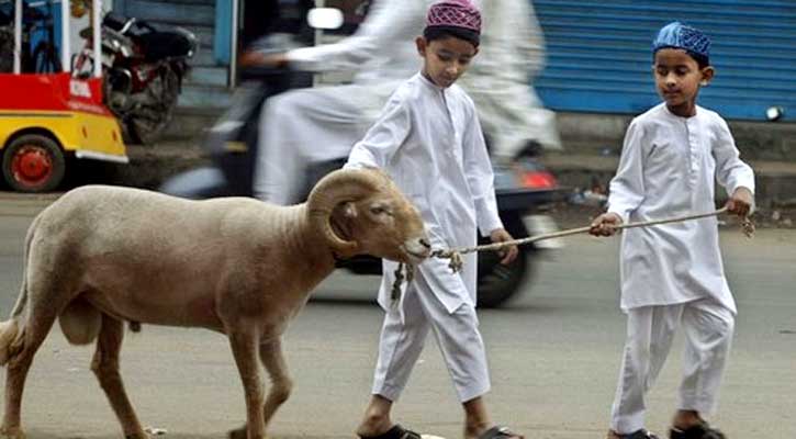 কোরবানির পশুর যেসব বৈশিষ্ট্য থাকতে হবে