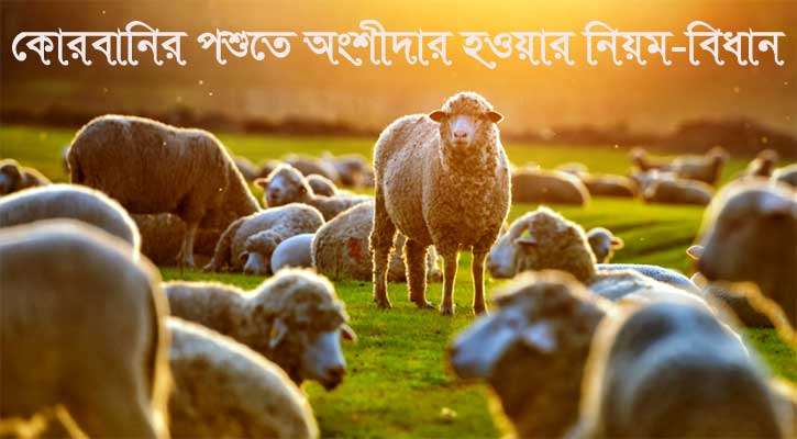 যৌথ কোরবানির নিয়ম-বিধান