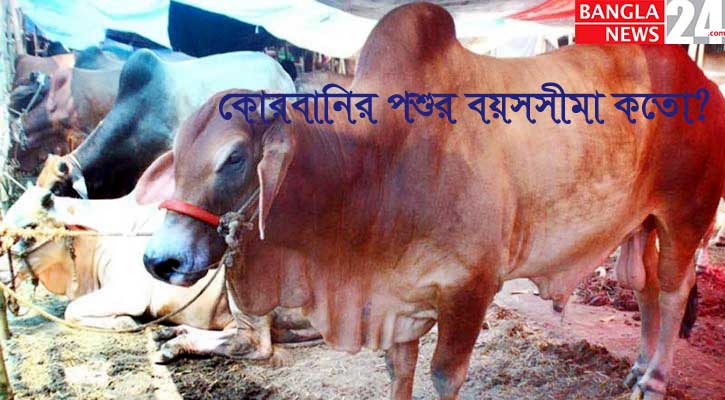 কোরবানির পশুর বয়সসীমা যেমন হতে হবে