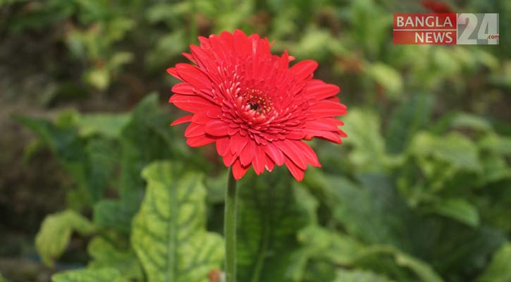 কুয়াশা ভেদ করে উঁকি দিচ্ছে জারবেরা
