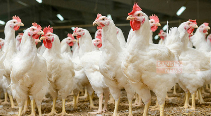 মাসের ব্যবধানে ব্রয়লারের দাম বেড়েছে ৬০ শতাংশ