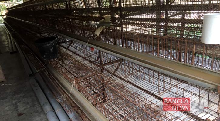 ফেনীতে পোল্ট্রি ফার্মে ‘বার্ড-ফ্লু’র হানা, ক্ষতিগ্রস্ত খামারিরা