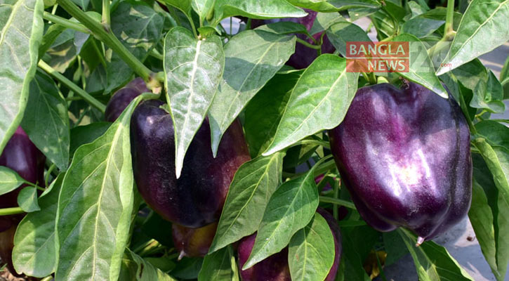 খুবিতে বেগুনি ক্যাপসিকাম চাষে সাফল্য