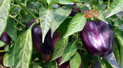 খুবিতে বেগুনি ক্যাপসিকাম চাষে সাফল্য