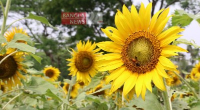 ইন্টারনেট ঘেঁটে সূর্যমুখীর চাষ!