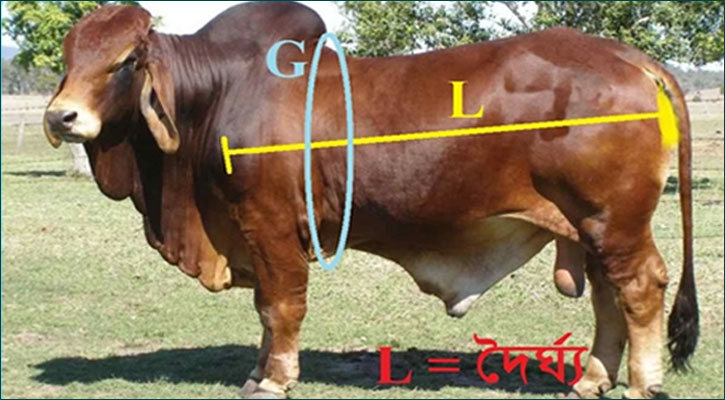 অনলাইনে কেজি দরে কোরবানির পশু কেনা কী জায়েজ?