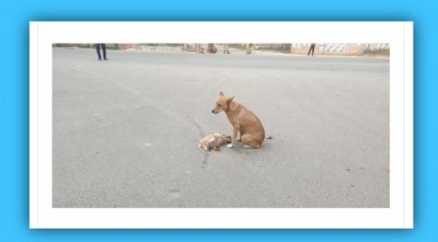 মৃত্যুর পরও বাচ্চাদের আগলে ছিল মা কুকুরটি