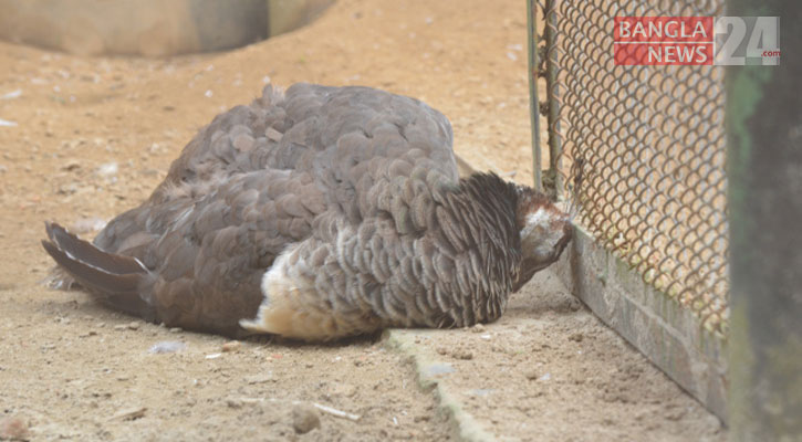 শীতে জবুথবু চিড়িয়াখানার পশুপাখি
