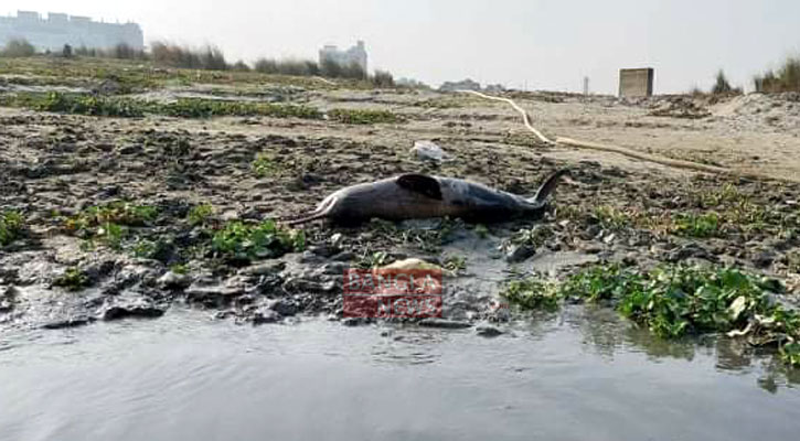 ফের তুরাগে পাওয়া গেলো মৃত ডলফিন