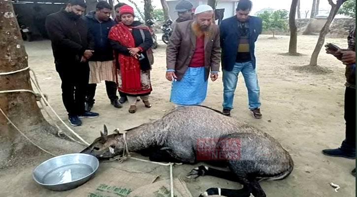 ঠাকুরগাঁওয়ে আরও একটি নীলগাই উদ্ধার