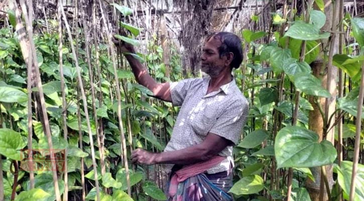 রপ্তানি বন্ধ ও দাম কমে যাওয়ায় হতাশ রাজবাড়ীর পানচাষিরা