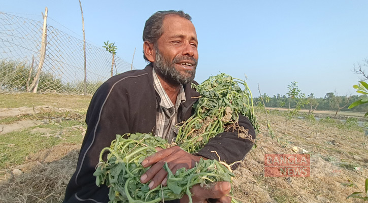 ১০ হাজার তরমুজ গাছ উপড়ে ফেললেন পাউবো প্রকৌশলী!