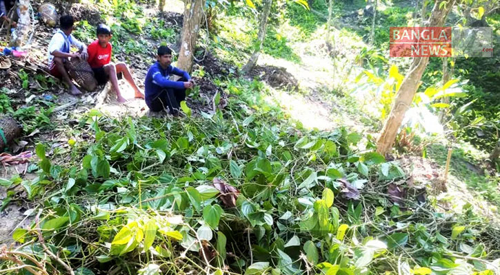 খাসিয়াদের ৪০০ পানগাছ নষ্ট করল দুর্বৃত্তরা