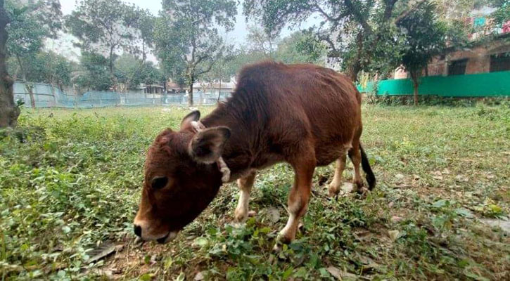 রাণীর পর এবার সাভারের ‘চারু’ বিশ্বের ক্ষুদ্রতম গরু