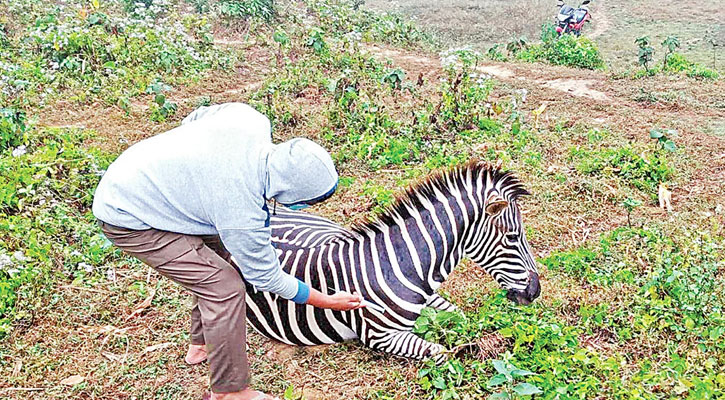 বঙ্গবন্ধু সাফারি পার্কে আরও ২ জেব্রা অসুস্থ