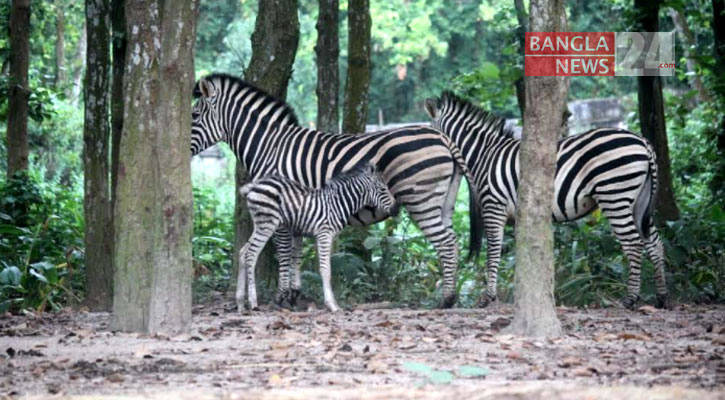 জেব্রার মৃত্যু: পরীক্ষার ফলাফল গেল দক্ষিণ আফ্রিকায়