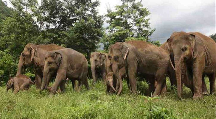 তাহিরপুর সীমান্তে বন্য হাতির আতঙ্ক 
  