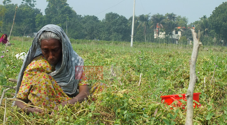 সস্তার হাড়ভাঙা পরিশ্রমের আয়ে চলে তাদের সংসার