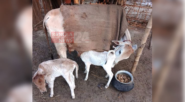 ঠাকুরগাঁওয়ে একটি গাভীর একসঙ্গে দুটি বাছুর প্রসব