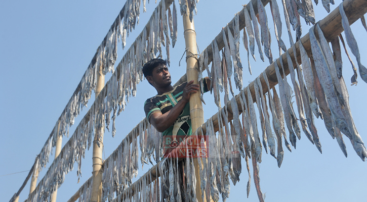 দেশের চাহিদা মিটিয়ে বিদেশেও রফতানি হচ্ছে শুঁটকি