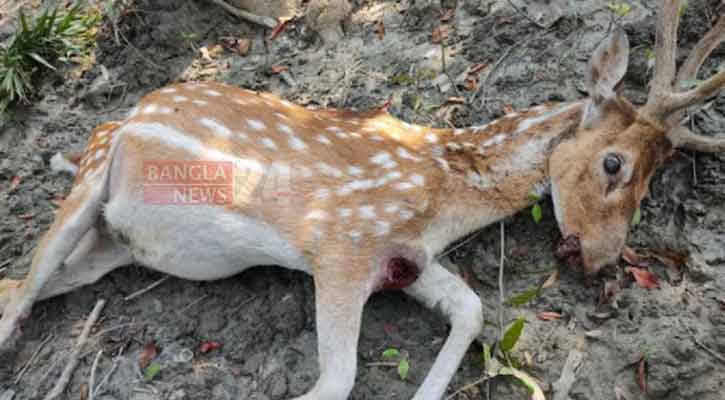 তালতলী সোনাকাটা টেংরাগিরি ইকোপার্কে হরিণের মৃত্যু